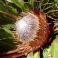 Common Snow Sugarbush, Protea scolopendriifolia (photo: Marian Oliver)