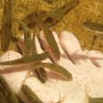 Critically endangered Breede Redfins (Pseudobarbus burchelli)