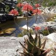 Aloe perfoliata in full flower