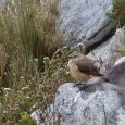 A Sentinel Rock-Thrush (female) - seen in Silvermine.