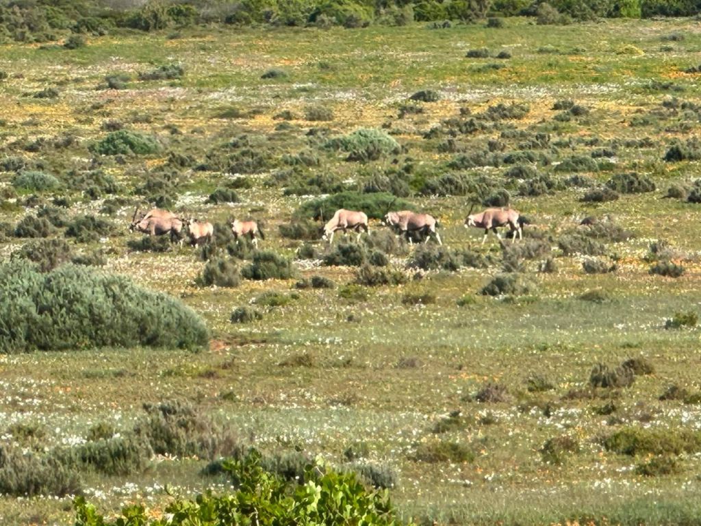 Steenbok Trail, Postberg